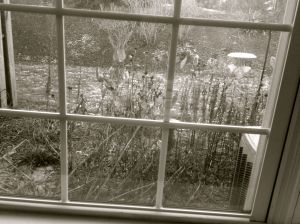 Snow on the garden